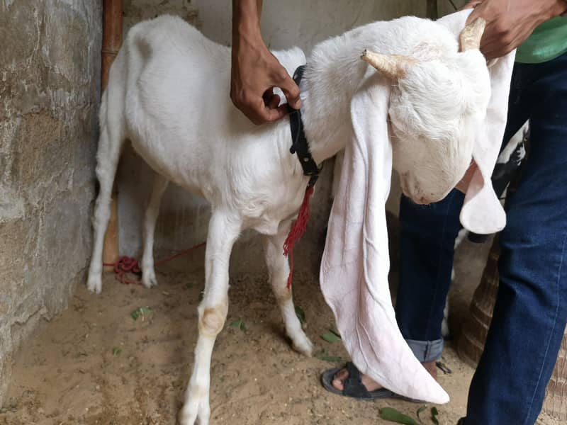 bakri 5