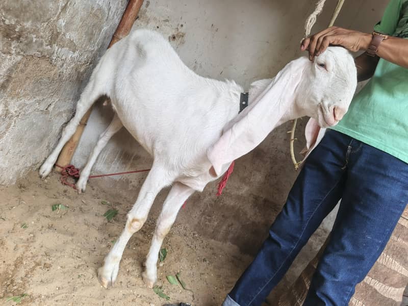 bakri 6