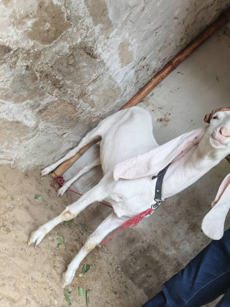 bakri 7