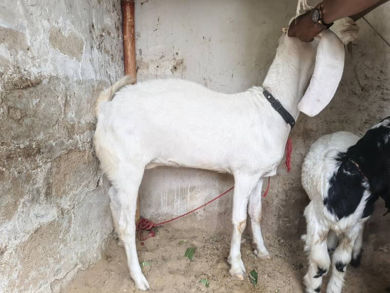 bakri 8