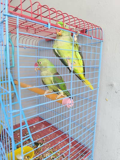 kashmiri raw parrots pair