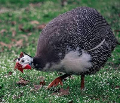 Guinea fowl for sale