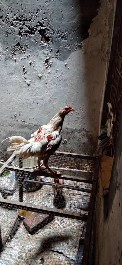 7 hens male and female
