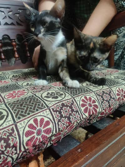 cats for adoption