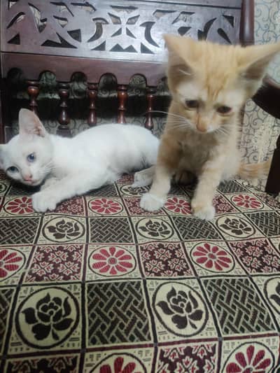 cats for adoption