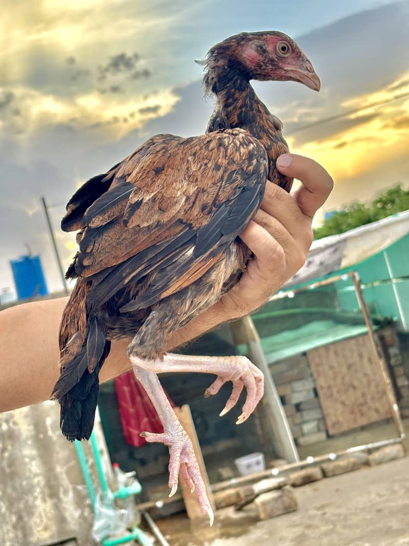 Aseel Chicks 1
