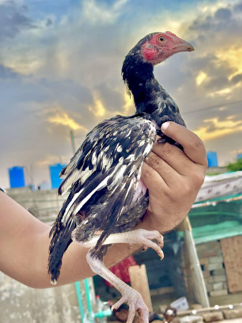 Aseel Chicks 3