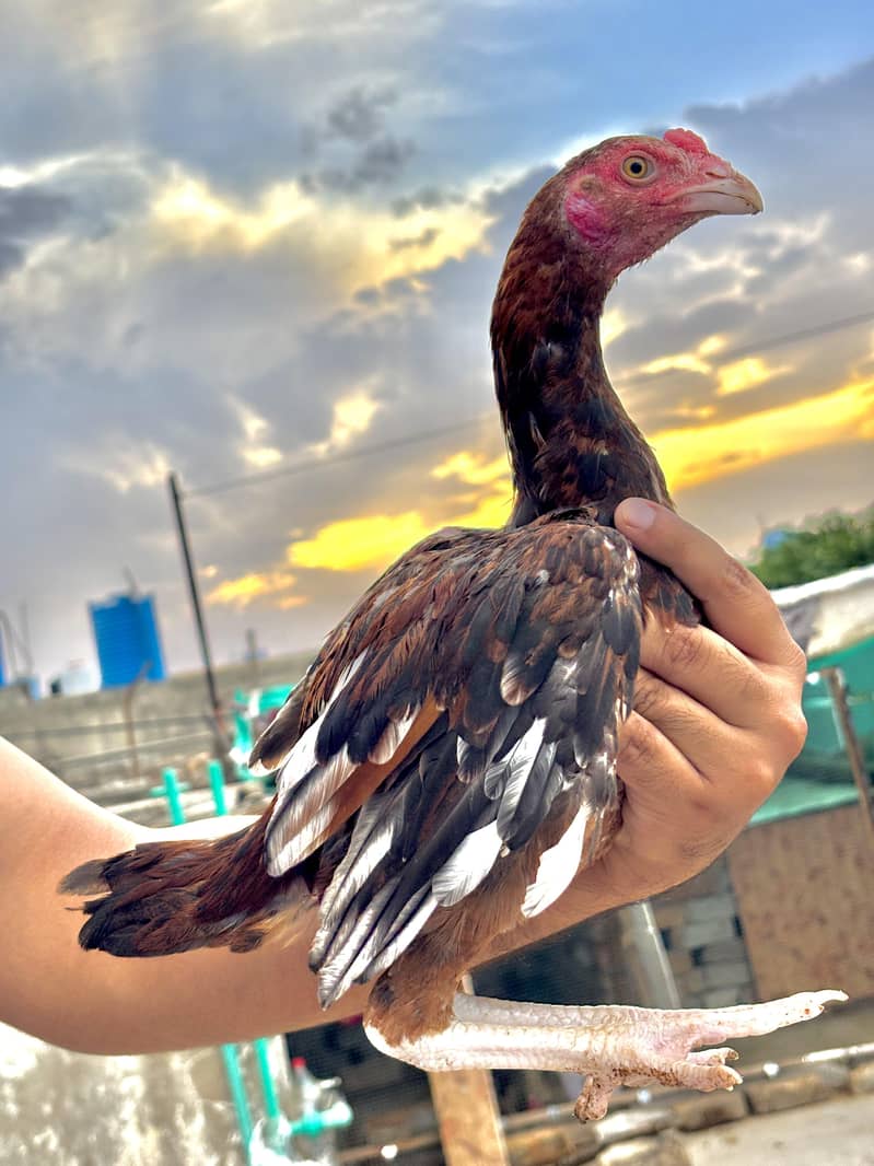 Aseel Chicks 4