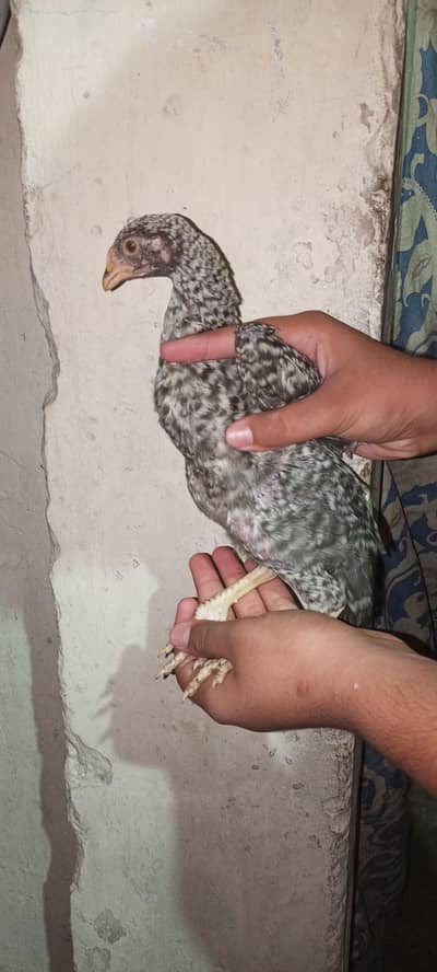 sale hen and cock
