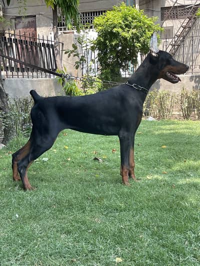 Europen Doberman female