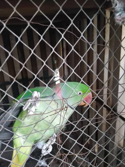 raw parrot for sale