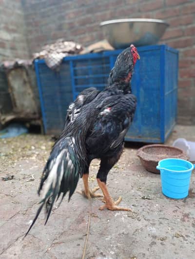 Quality Bird Black Shamo Male For Sale || 03270985901