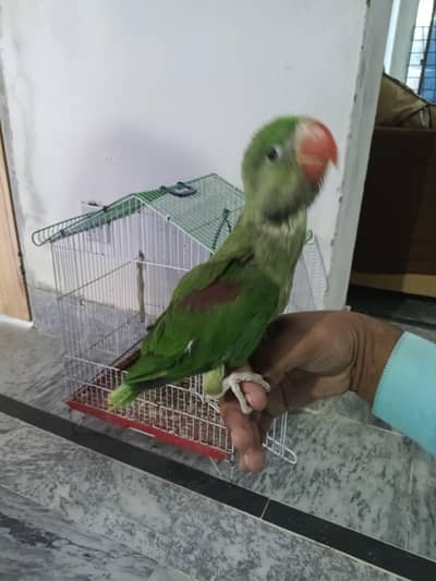 Kashmir parrot
