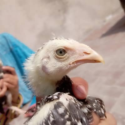 aseel lakha or java chicks