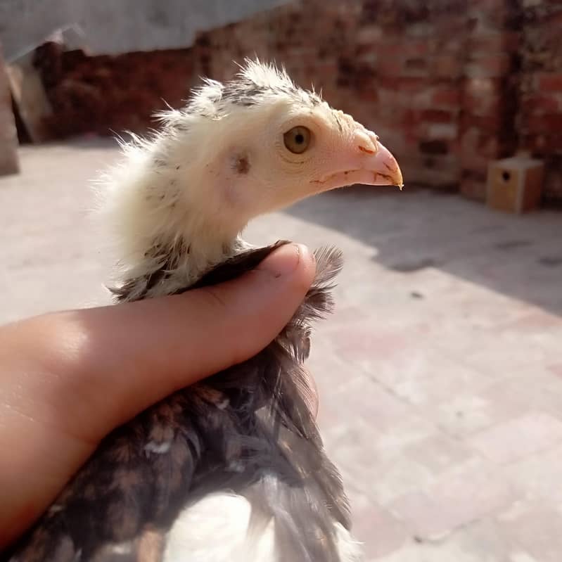 aseel lakha or java chicks 1