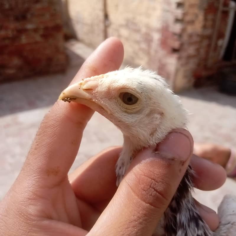 aseel lakha or java chicks 2