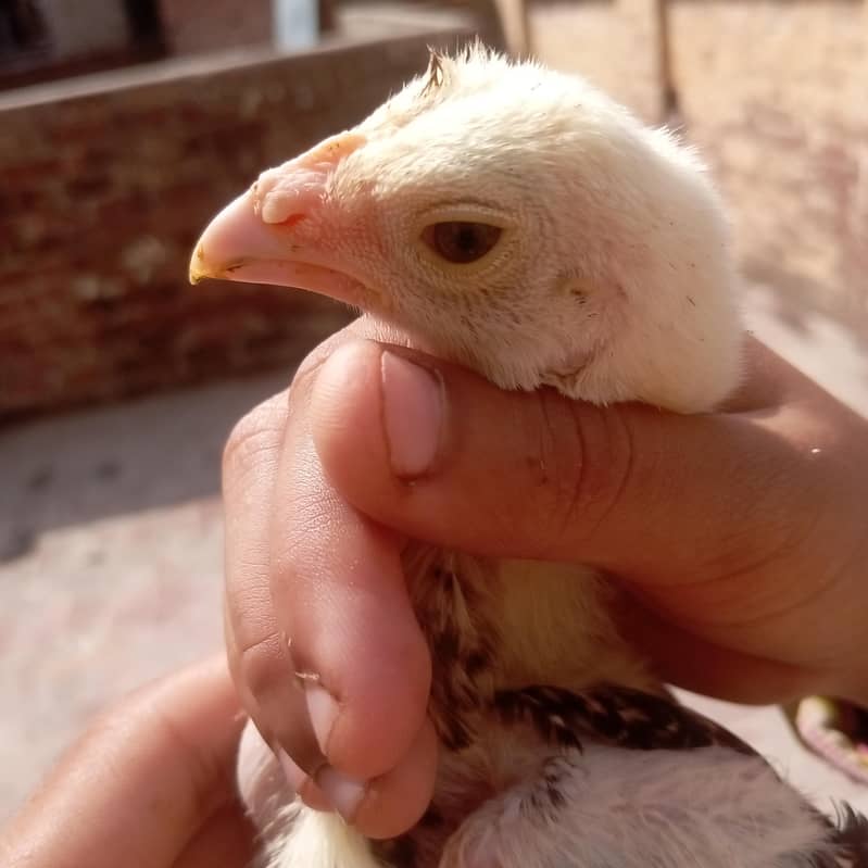 aseel lakha or java chicks 3