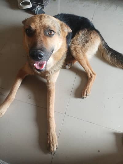 for sale German shepherd