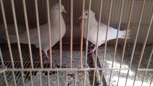 active pigeon hai sare pigeons Munasib rate m dedonga