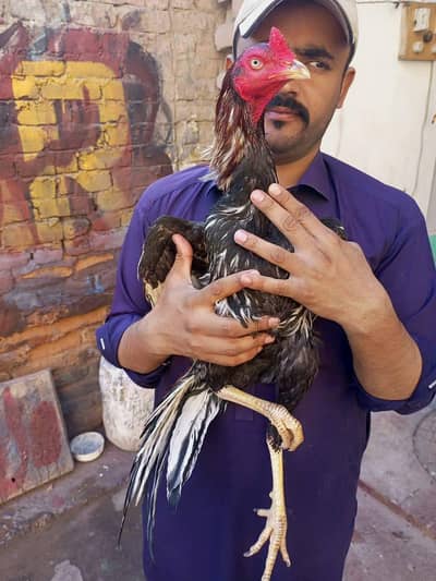 aseel murga
