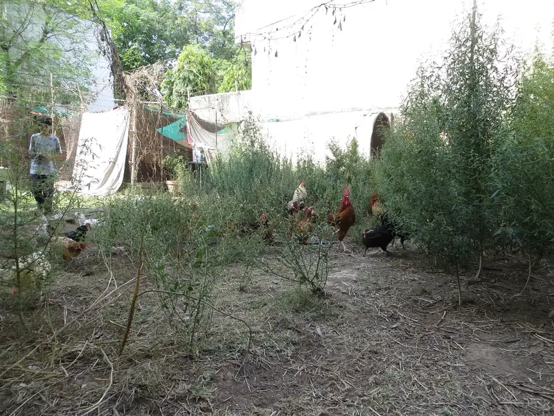 Pure Desi Eggs | Premium Organic Pasture Eggs — photo 6