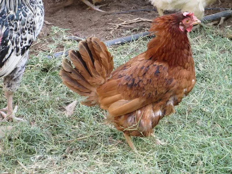 Pure Desi Eggs | Premium Organic Pasture Eggs — photo 7