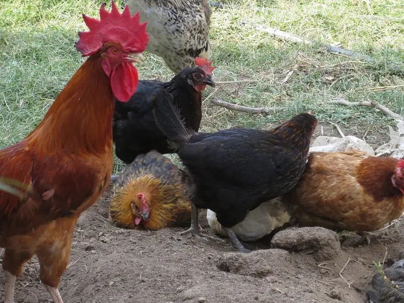Pure Desi Eggs | Premium Organic Pasture Eggs — photo 8