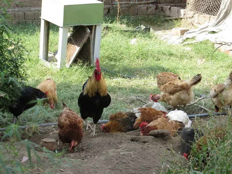 Pure Desi Eggs | Premium Organic Pasture Eggs — photo 9