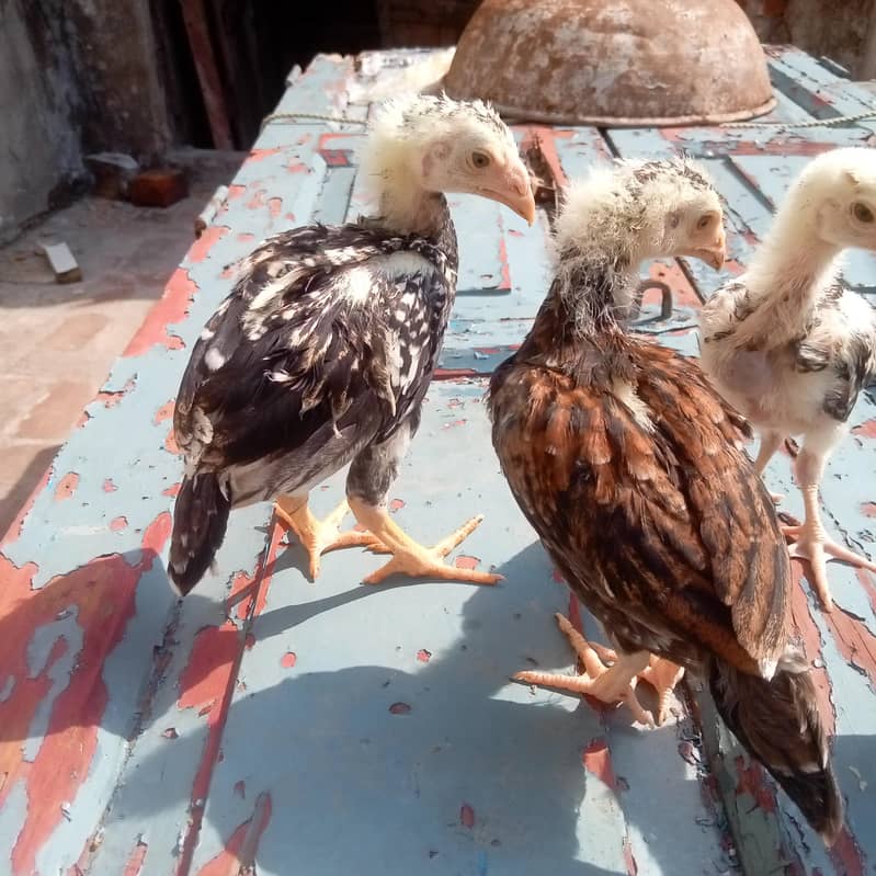 aseel lakha or java chicks 5