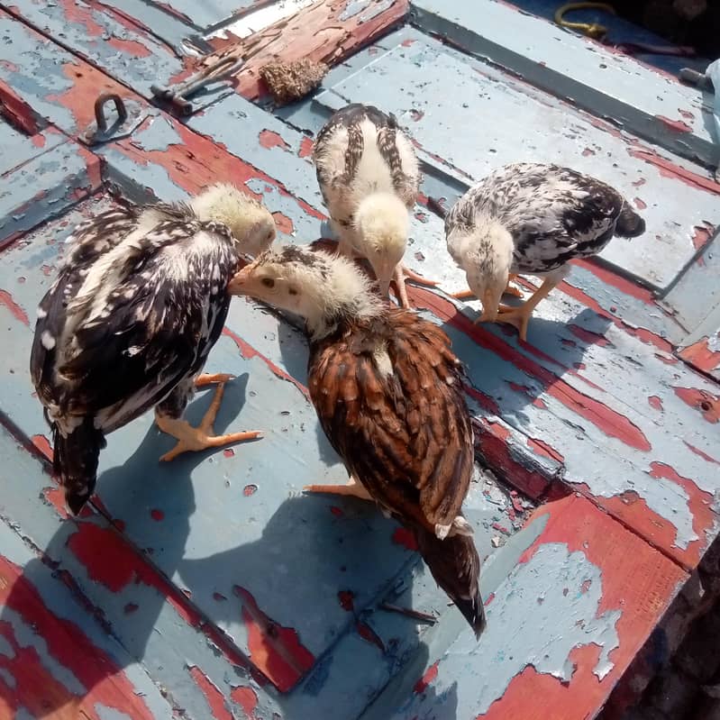 aseel lakha or java chicks 6