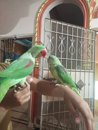 Kasmiri pair for sale
