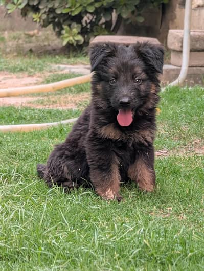 German shepherd puppy dog (gsd)