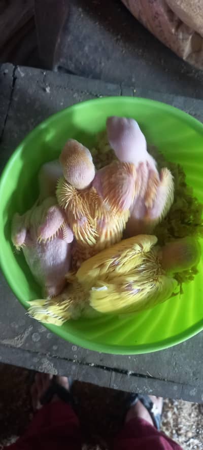 yellow chicks available