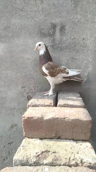Pigeons For Sale
