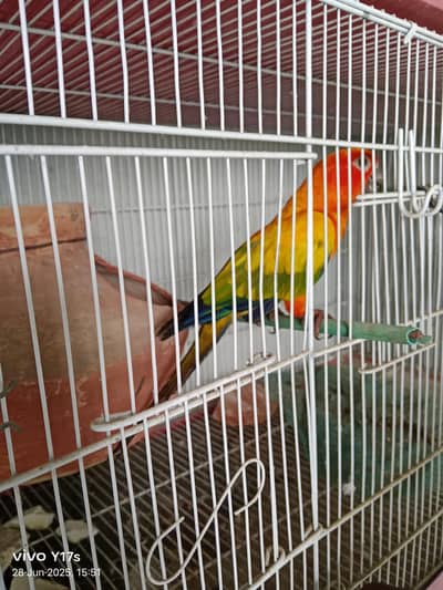 sun conure
