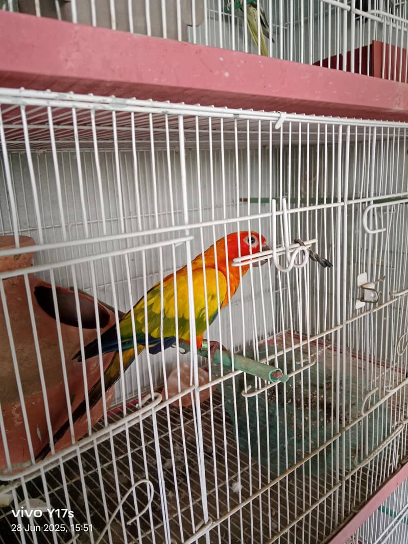 sun conure 1