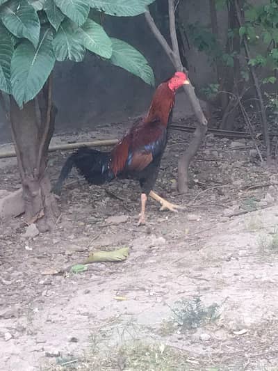 desi roaster and hen with aseel