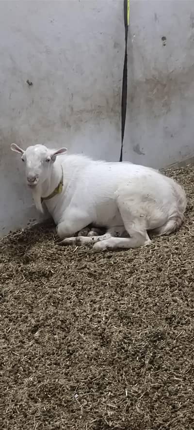 Teddy breeders white eyes 6 danth first day breeding start