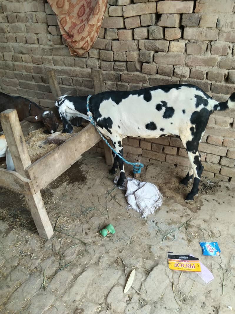 دو کھیری ہے 1