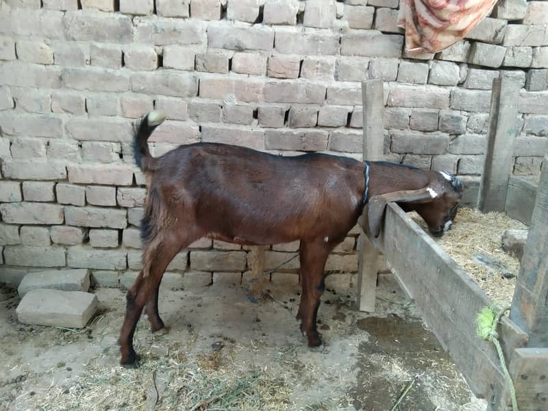 دو کھیری ہے 2