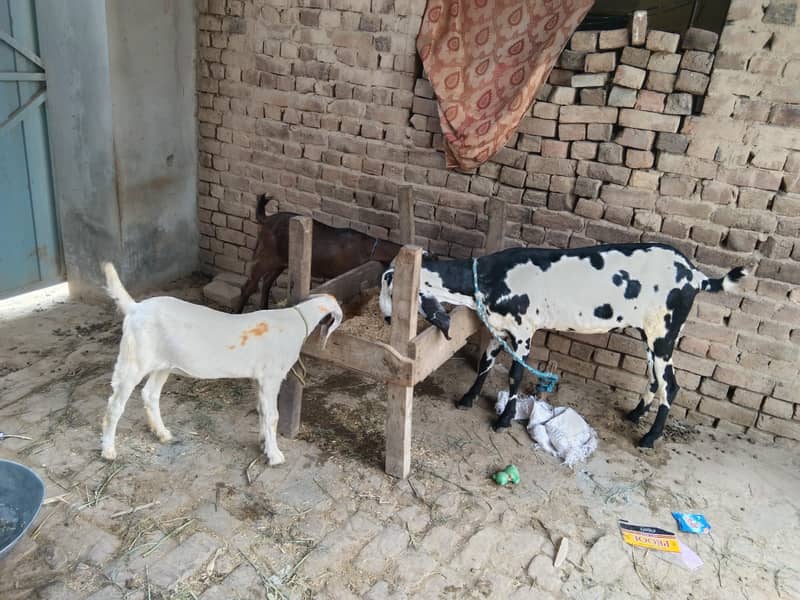دو کھیری ہے 3