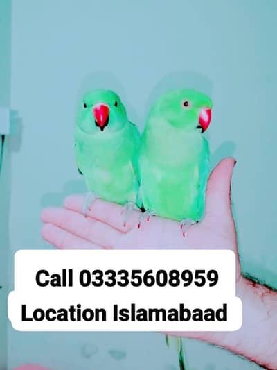 Single 6,500 Hand Tamed Friendly Green Ring Neck Parrots Male/Female