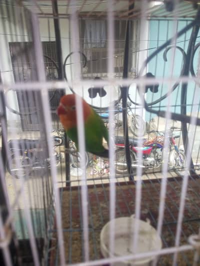 love bird