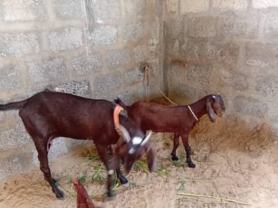 Bakri and Bacha