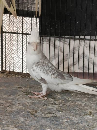 Active Cockatiel Birds