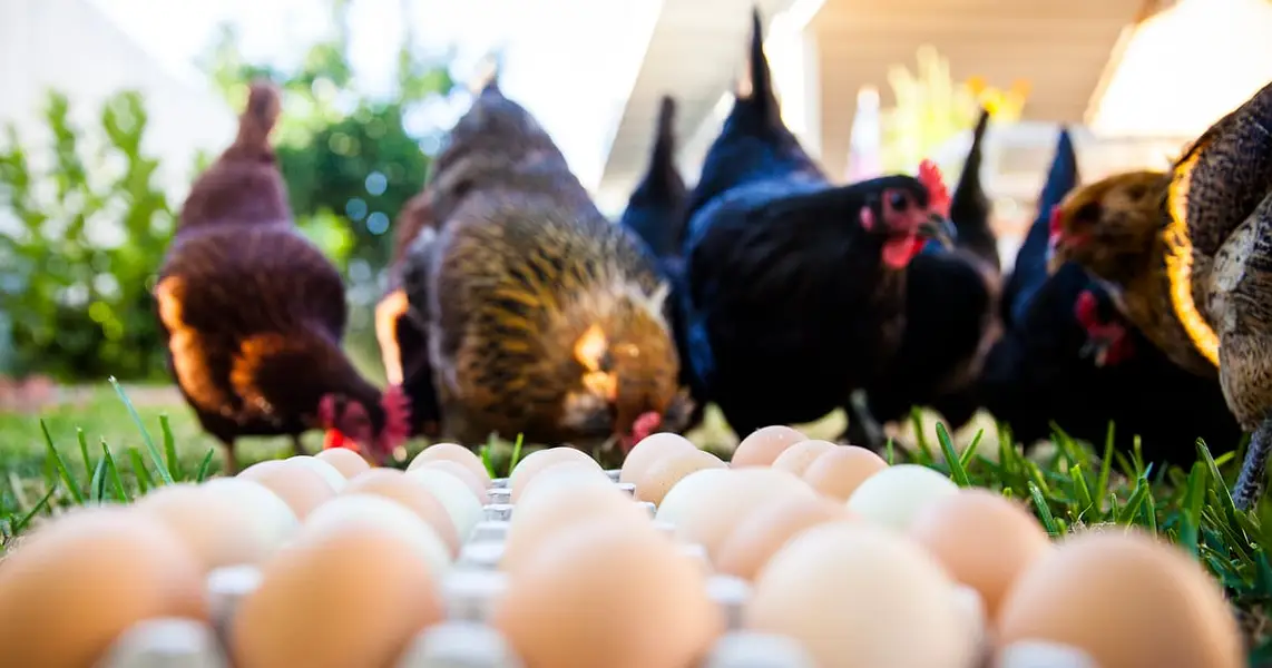 Pure Desi Eggs | Premium Organic Pasture Eggs — photo 10
