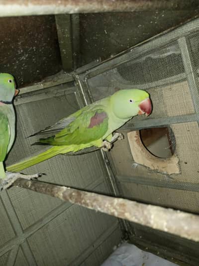 Kashmiri Raw breeder pair for sale