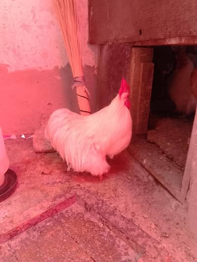 bantam pair forsale