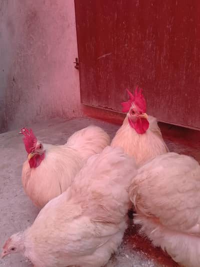 Australorp and RIR egg