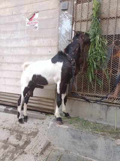 Kamori Breed Bakra
